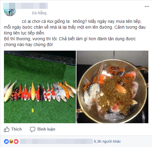ong bo da nang khien dan mang tranh cai vi tan dung dan ca koi may tram trieu dem di kho tuong