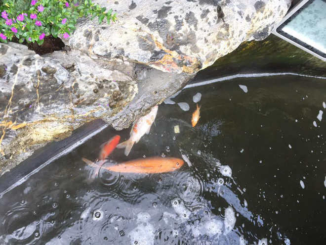 ong bo da nang khien dan mang tranh cai vi tan dung dan ca koi may tram trieu dem di kho tuong