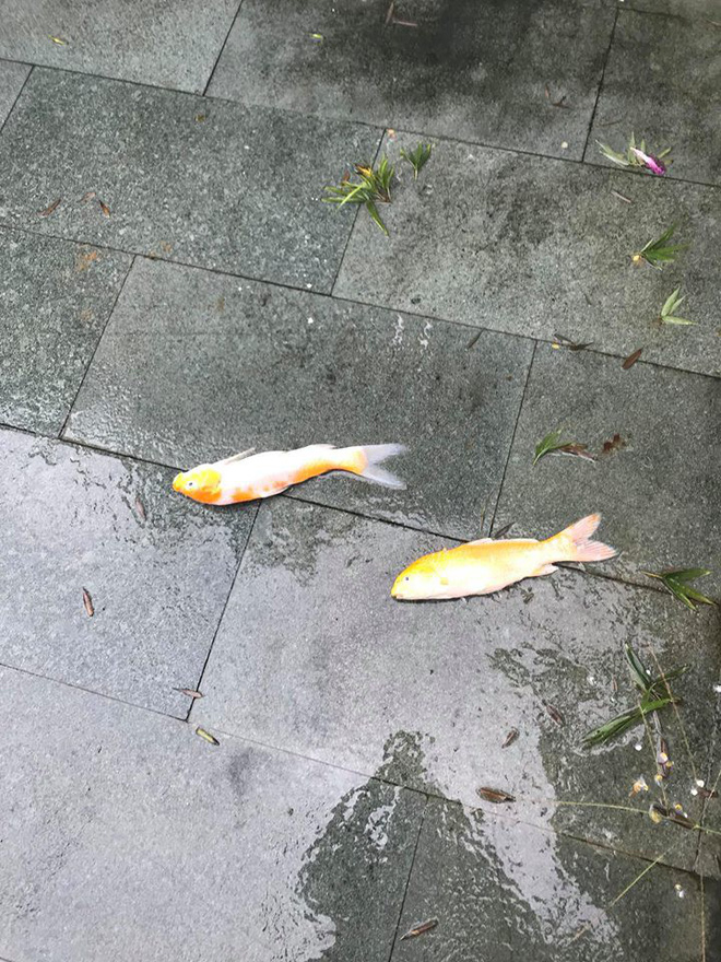ong bo da nang khien dan mang tranh cai vi tan dung dan ca koi may tram trieu dem di kho tuong