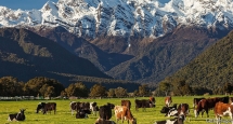 cai gia dat do cho nganh chan nuoi bo sua o new zealand