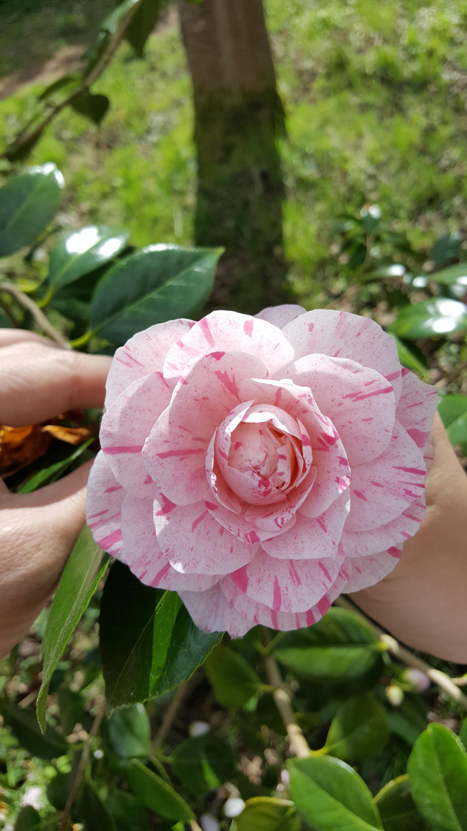 16 bong hoa canh deu tam tap lam vua long nhung nguoi mac am anh roi loan cuong che