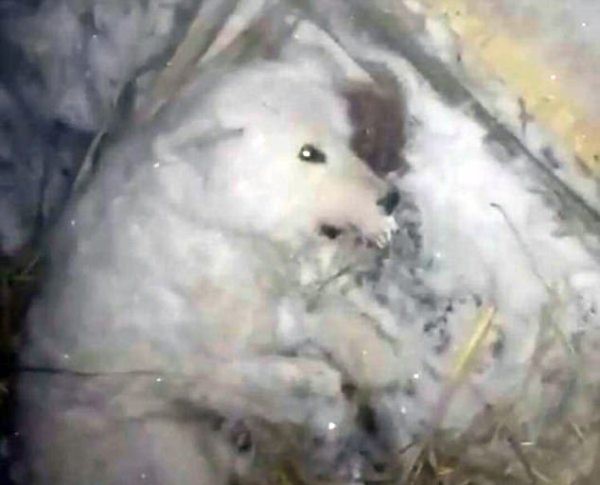 chu cho chet cong dong bang vi bi chu hat nuoc lanh bo roi giua thoi tiet 32 do c