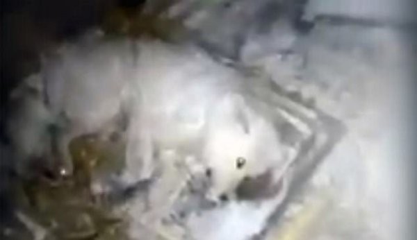 chu cho chet cong dong bang vi bi chu hat nuoc lanh bo roi giua thoi tiet 32 do c