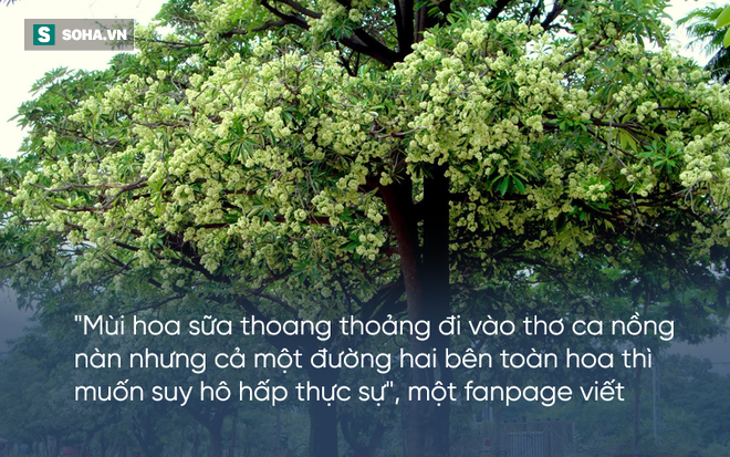 bi hoa sua hanh ha cu dan mang than khoc nguoi trong khong hieu y tho ca