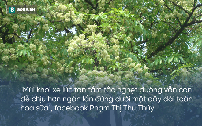 bi hoa sua hanh ha cu dan mang than khoc nguoi trong khong hieu y tho ca