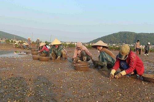 nghe an nguoi dan thiet hai tien ty vi ngao ca hau chet khong ro nguyen nhan