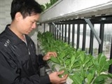 Dân Hà Nội bỏ ra tiền triệu để tự trồng rau sạch tại nhà