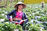 Trồng dâu tây bằng phương pháp treo hiệu quả cao