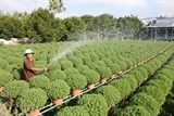 Mới vào vụ, người trồng hoa Tết đã lo mất mùa, mất giá