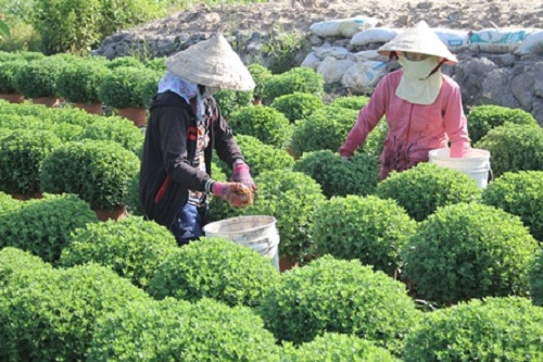 moi vao vu nguoi trong hoa tet da lo mat mua mat gia