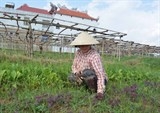 Rau sạch VietGAP bị... cắt bỏ để bò ăn