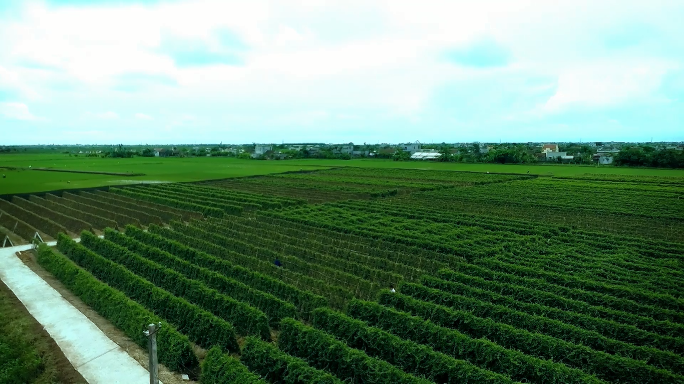 thuoc nam cua nguoi viet chinh phuc gpea 2015