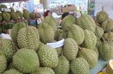Thương lái Trung Quốc “tung chiêu”, giá sầu riêng giảm mạnh