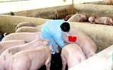 Phát hiện các công ty dùng chất cấm Salbutamol trong thức ăn chăn nuôi