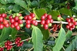 Cà phê rớt giá thê thảm