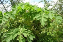thoat khoi than chet ung thu nho uong nuoc la du du