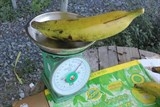 Chuối tá quạ nặng 1kg/quả, cả nhà ăn không hết