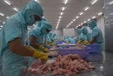 Xuất khẩu cá tra sang Trung Quốc, Ấn Độ tăng đột biến