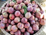 Công nhận thương hiệu mận Bắc Hà