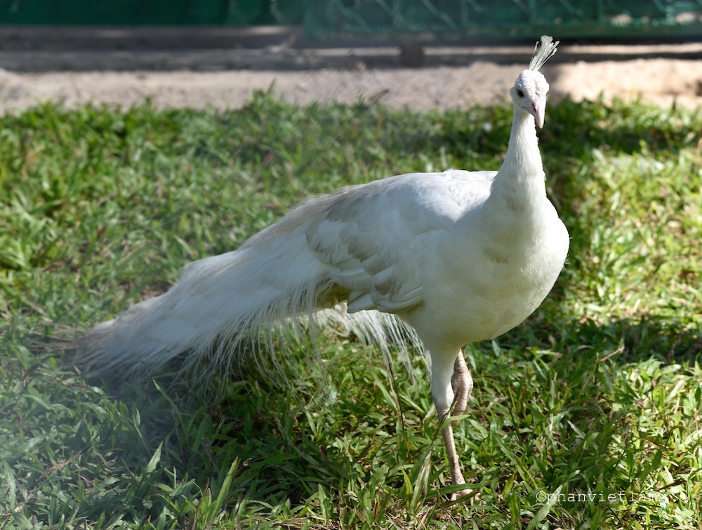 dung may bay rieng dua ngua van lac da linh duong ra vinpearl safari phu quoc