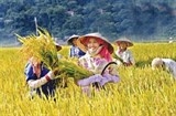 Tạo điều kiện cho người dân tham gia bảo hiểm nông nghiệp