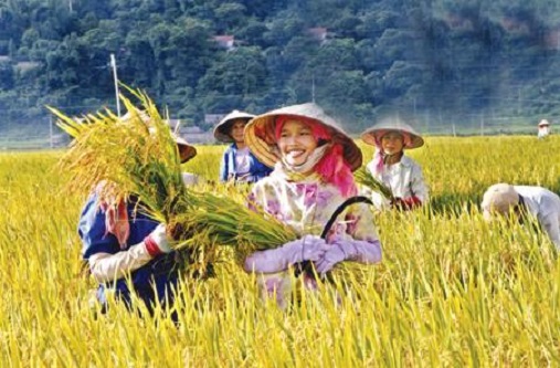 tao dieu kien cho nguoi dan tham gia bao hiem nong nghiep