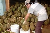 Sự thật về chất làm chín trái cây Ethephon