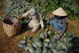 Thuê đất trồng mới, Trung Quốc sẽ giảm nhập dưa hấu của Việt Nam?