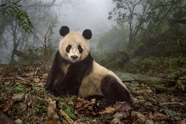 15 buc anh dep nhat the gioi nam 2016 do national geographic binh chon