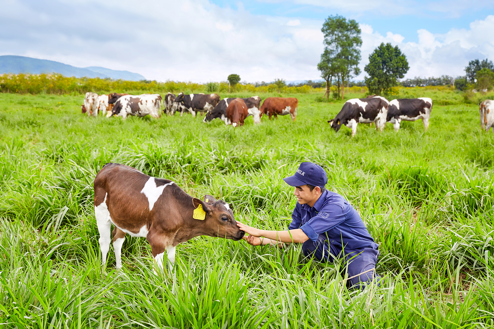 vinamilk 8 nam lien duoc vinh danh thuong hieu quoc gia