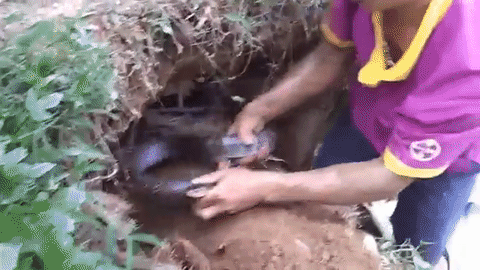lanh gay canh nam thanh nien tay khong bat ran ho mang khung