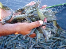 sau thieu hut tom doanh nghiep co the doi mat thieu hut ca tra xuat khau