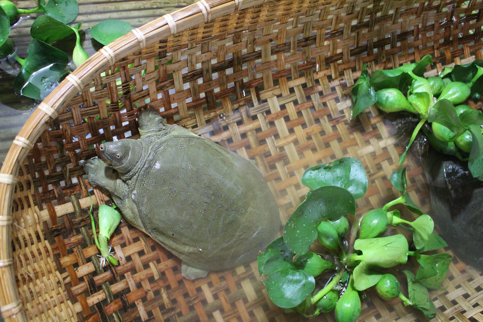 mon an bai thuoc tu ba ba