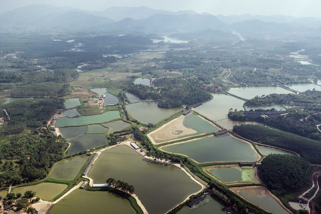 bloomberg nguoi trung quoc dang dua ca the gioi tu ban an ra nghia dia nhu the nao