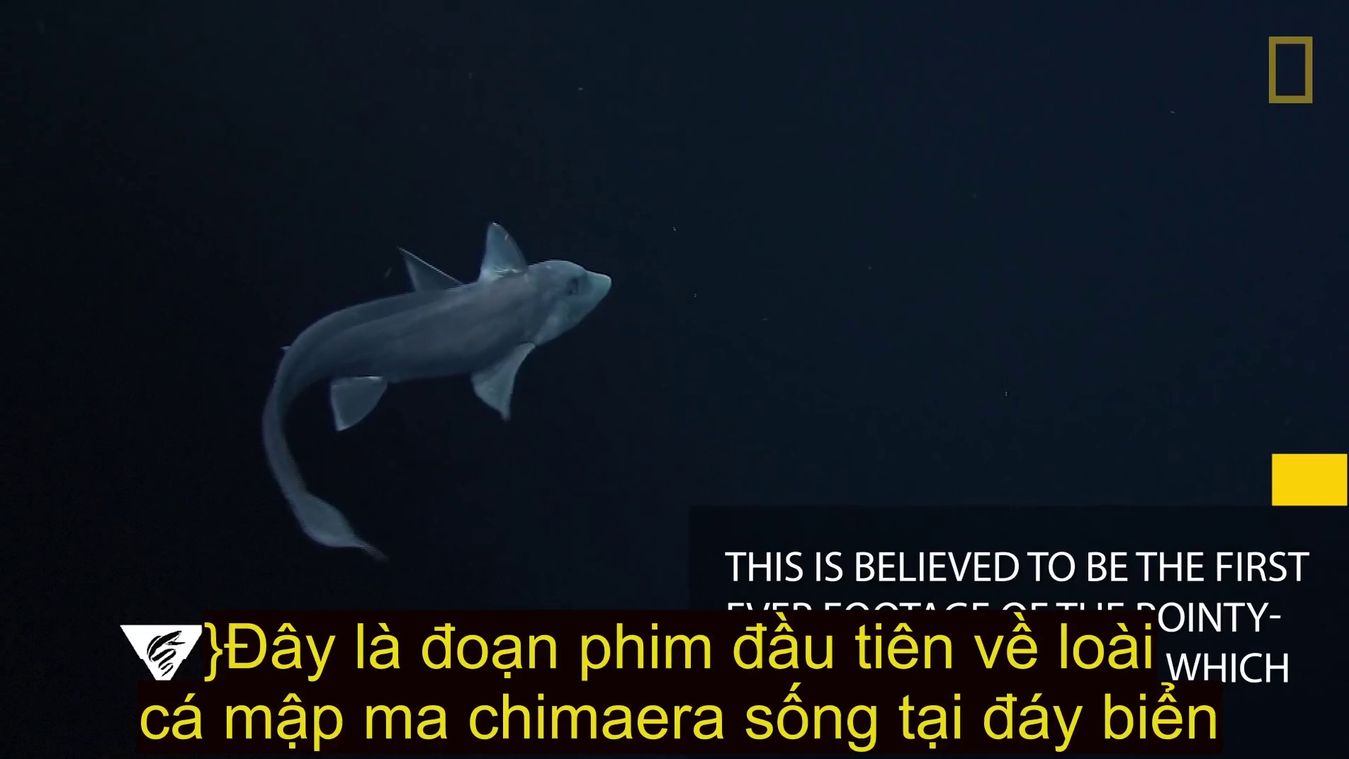 lan dau tien cac nha khoa hoc quay phim duoc mot con ca map ma duoi day bien sau