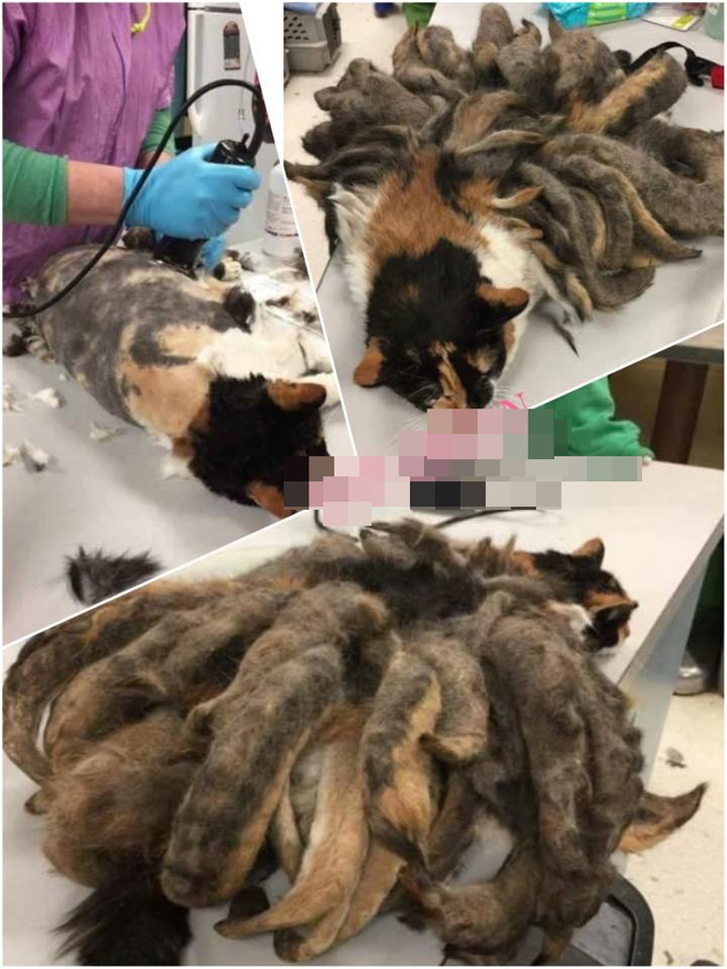 mat dung 5 giay nhieu nguoi moi nhin ra day la bo long cua meo