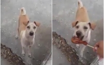 clip cho me xin thuc an cho cho con cung ran den may ban cung phai bat khoc