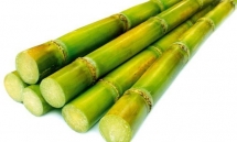 scic ha gia ban tron lo co phan mia duong thanh hoa