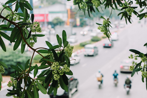 hoa sua dang la mui de chiu nhat ha noi hien nay