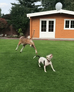 17 man trinh dien nhay nhot nhu phim chuong cua nhung chu cho