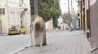 17 man trinh dien nhay nhot nhu phim chuong cua nhung chu cho