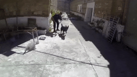 17 man trinh dien nhay nhot nhu phim chuong cua nhung chu cho