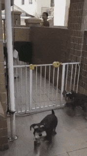 17 man trinh dien nhay nhot nhu phim chuong cua nhung chu cho