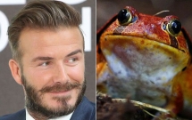 nhung noi am anh ky quac cua beckham ronaldo va sao bong da