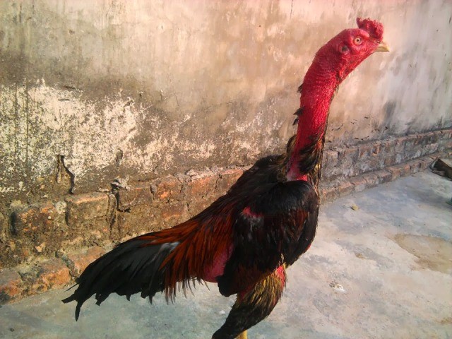 nghe an be gai 2 tuoi bi ga choi da nguy co hong mat phai