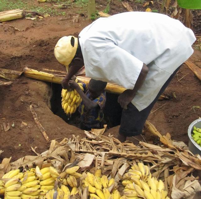 thay nguoi dan do dong chuoi vao than cay go roi giam nat ai cung ghe nhung khong ngo day la thuc uong van nguoi me