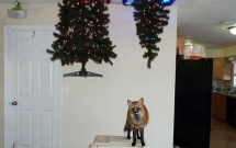 15 kieu bao quan cay thong khien cac boss phai nhin tu xa tiec nuoi