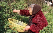 ha noi ca doi tich cop duoc hon 200 trieu dong cu ba 88 tuoi mang di dong hui khi doi no chu hui chi moc tra 239000 dong