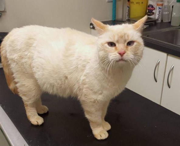 thay bung meo to khac thuong gia dinh tuong sap de nhung khi mo ra thi su that khong phai nhu vay