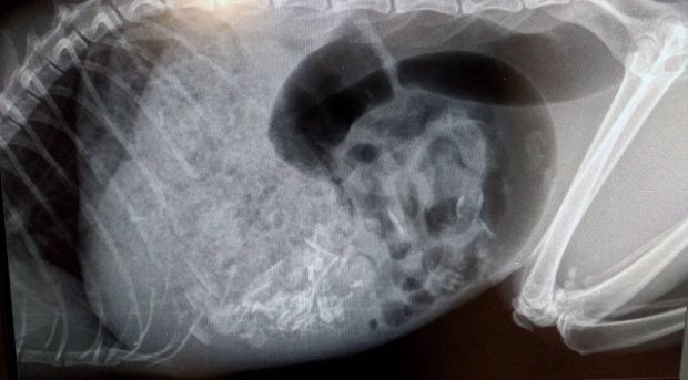 thay bung meo to khac thuong gia dinh tuong sap de nhung khi mo ra thi su that khong phai nhu vay